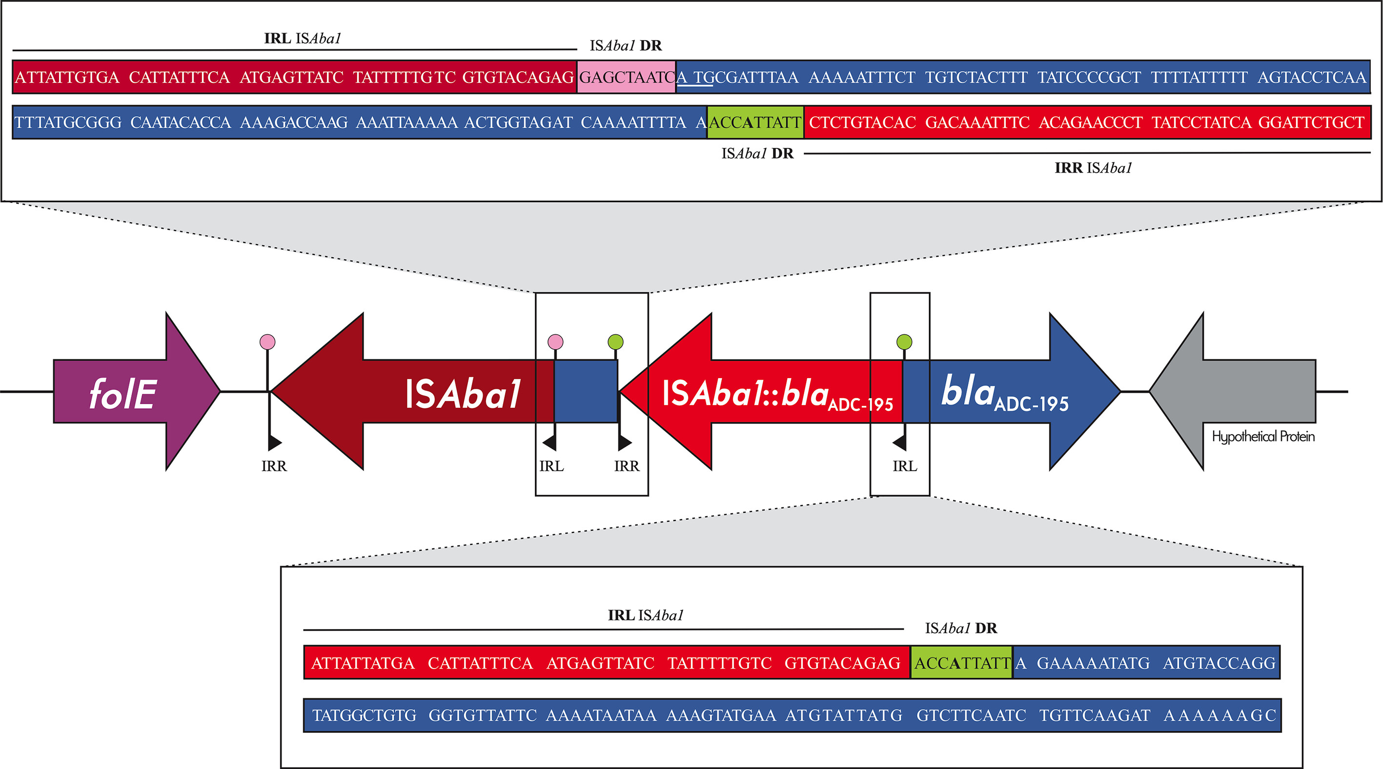 ISAba1 study figure