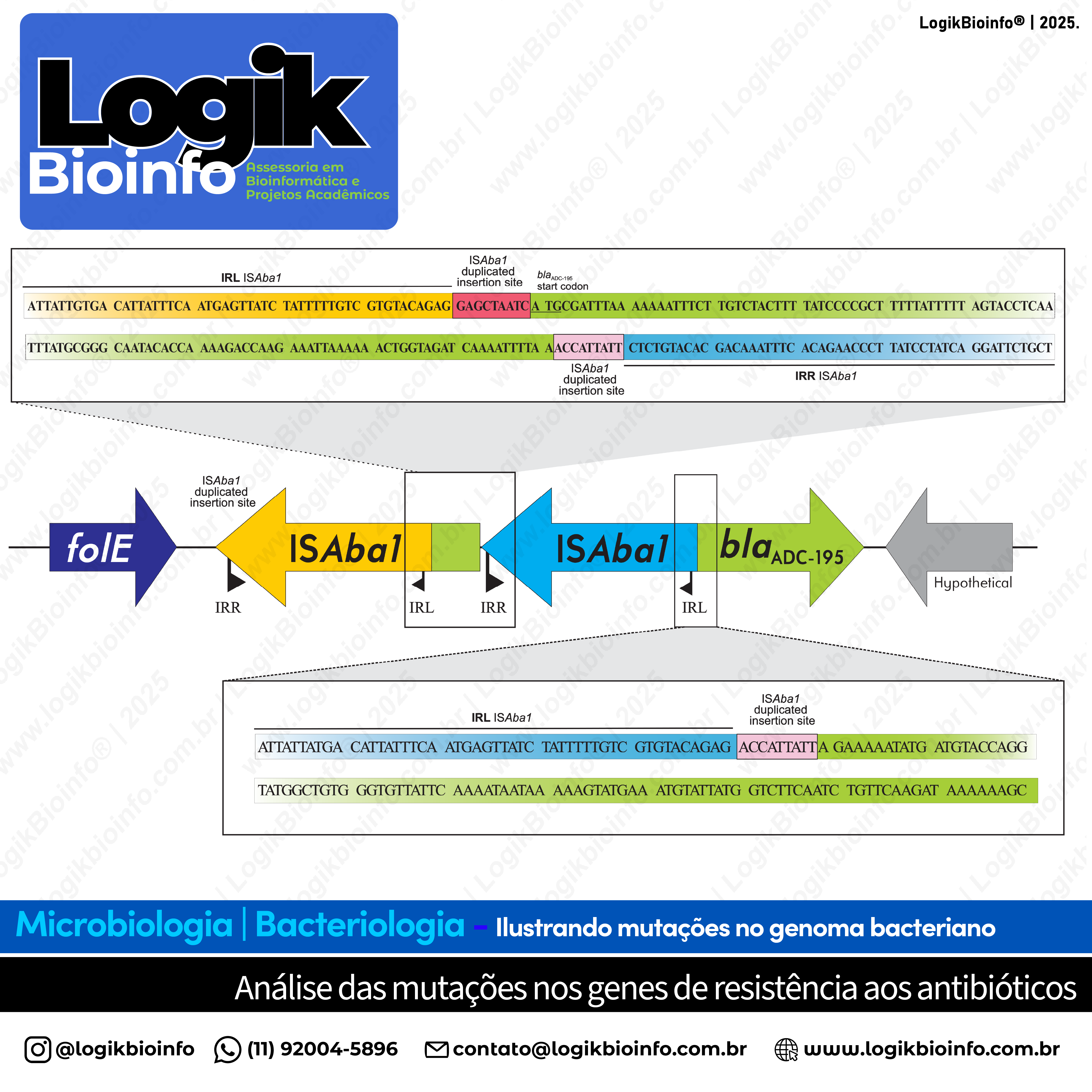 Análise de mutações no genoma bacteriano - ISAba1